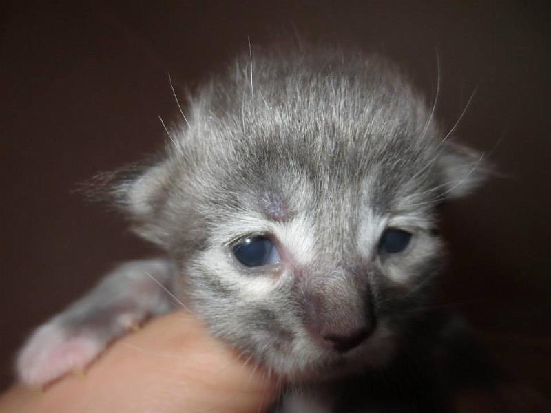 hanin b tytto 1 vko.jpg